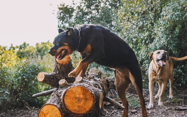 Чистокровная собака-ротвейлер, прыгающая на бревно в лесу - Фото, изображение