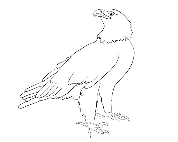 Cartoon wild eagle isolated on a white background. - Vector, Image
