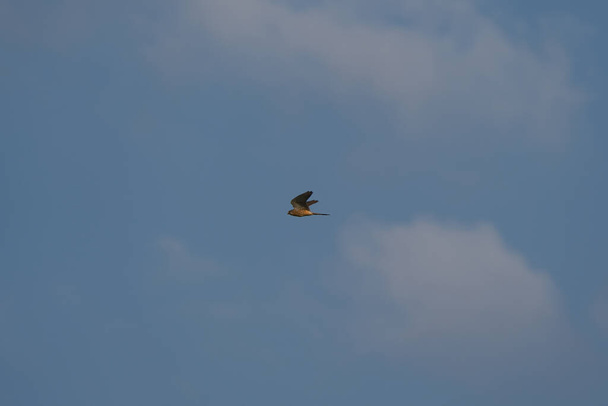 un cernícalo en vuelo en busca de presas - Foto, imagen