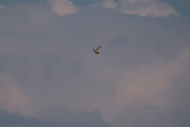 un gheppio in volo in cerca di prede - Foto, immagini