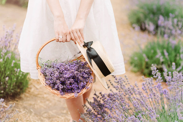Woman holding wicker basket with a lavender in the field - Фото, изображение