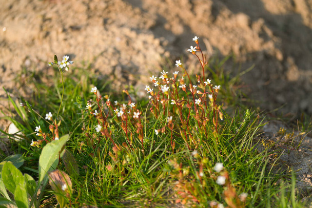 um saxifrage de folhas rugosas, Saxifraga tridactylites, à luz do sol na primavera - Foto, Imagem