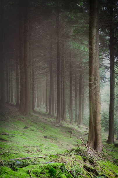 piękne krajobrazy z drzewami w lesie, mglisty krajobraz, - Zdjęcie, obraz