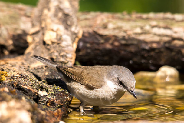 The little wagtail (Sylvia curruca) is a resident of dense scrub.  - Photo, Image