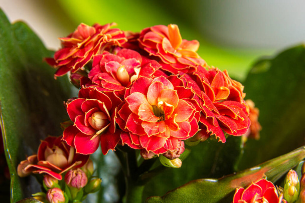 deep red indoor flower Kalanchoe Blossfeld with green leaves as background shot close-up with soft focus - Photo, Image
