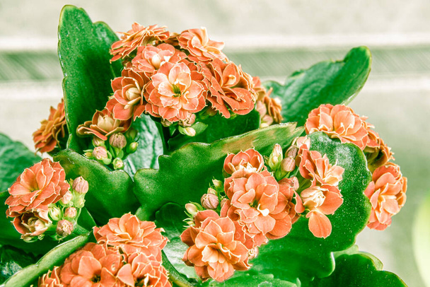 pianta d'appartamento fiore Kalanchoe Blossfeld rosso pallido con foglie verdi in lontananza colpo primo piano con messa a fuoco selettiva - Foto, immagini