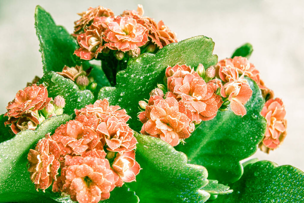 light orange or pale red flower with green leaves of Kalanchoe Blossfeld, selective focus on the middle inflorescence - Photo, Image