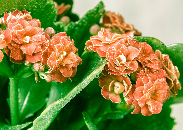 orangefarbene oder rote Blume mit grünen Blättern der Kalanchoe-Blüte, selektiver Fokus - Foto, Bild