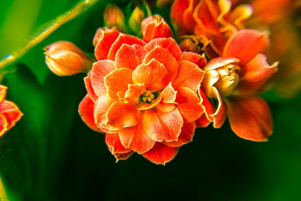 flor de planta de interior Kalanchoe Blossfeld rojo Primer plano con enfoque selectivo - Foto, imagen