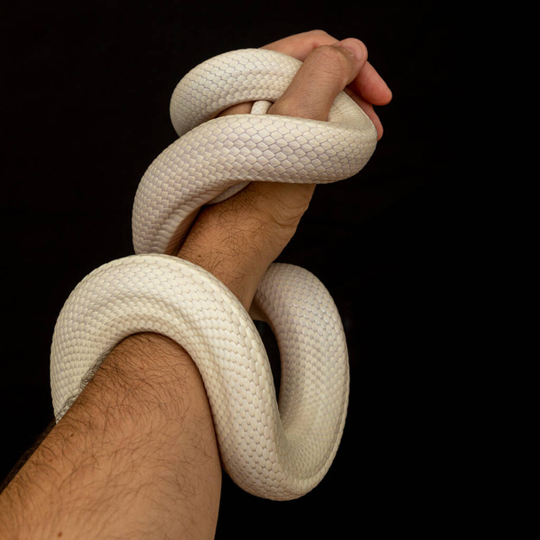 テキサス・ラット・スネーク（英語: Texas rat snake 、 Elaphe oldetta lindheimeri）は、アメリカ合衆国テキサス州を中心に発見されたヘビの亜種である。 - 写真・画像