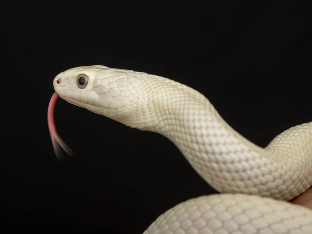De Texaanse rattenslang ("Elaphe obsoleta lindheimeri") is een slang uit de familie rattenslangen ("Elaphe"). - Foto, afbeelding