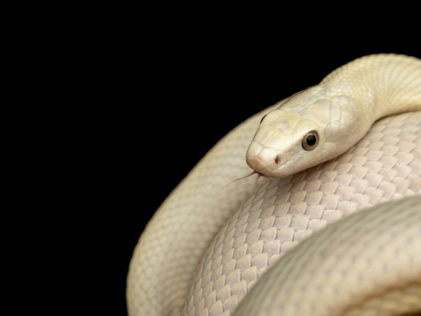 The Texas rat snake (Elaphe obsoleta lindheimeri ) is a subspecies of rat snake, a nonvenomous colubrid found in the United States, primarily within the state of Texas - Photo, Image