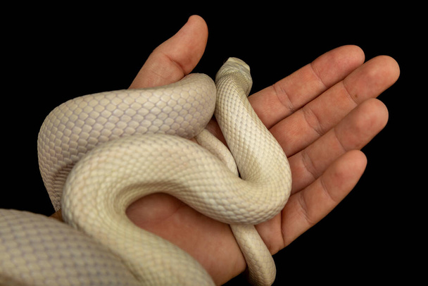 Το φίδι αρουραίων του Τέξας (Elaphe obsoleta lindheimeri) είναι ένα υποείδος ποντικού φιδιού, μια μη δηλητηριώδης κολούμπια που απαντάται στις Ηνωμένες Πολιτείες, κυρίως στην πολιτεία του Τέξας. - Φωτογραφία, εικόνα