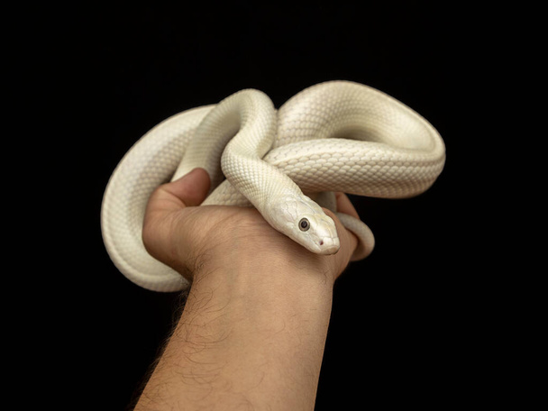The Texas rat snake (Elaphe obsoleta lindheimeri ) is a subspecies of rat snake, a nonvenomous colubrid found in the United States, primarily within the state of Texas - Photo, Image