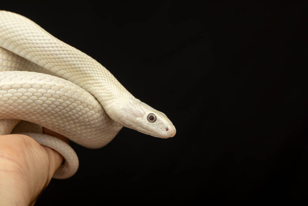 The Texas rat snake (Elaphe obsoleta lindheimeri) - підвид щурової змії, неотруйний гібрид, що зустрічається в Сполучених Штатах Америки, в першу чергу в штаті Техас. - Фото, зображення