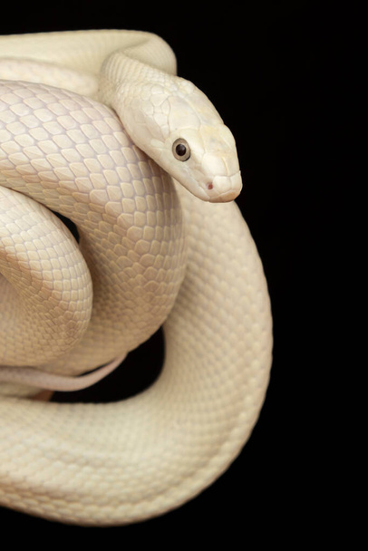 The Texas rat snake (Elaphe obsoleta lindheimeri) - підвид щурової змії, неотруйний гібрид, що зустрічається в Сполучених Штатах Америки, в першу чергу в штаті Техас. - Фото, зображення
