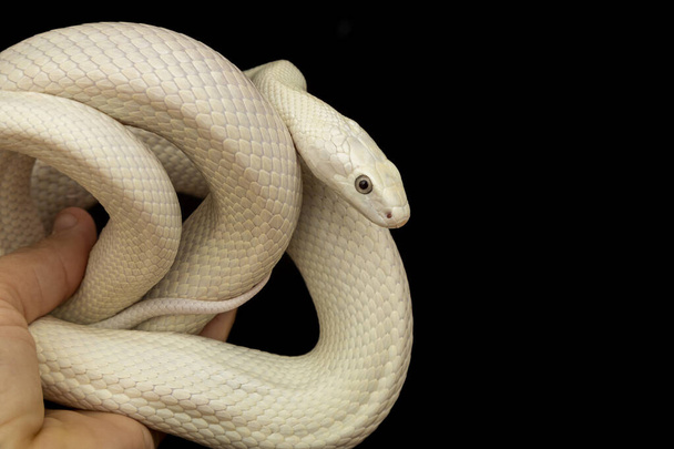Teksański wąż szczurzy (Elaphe przestarzałe lindheimeri) jest podgatunkiem węża szczurzego, niejadowitej kolubrydy występującej w Stanach Zjednoczonych, głównie w stanie Teksas. - Zdjęcie, obraz