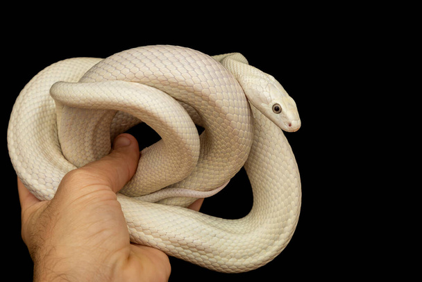 テキサス・ラット・スネーク（英語: Texas rat snake 、 Elaphe oldetta lindheimeri）は、アメリカ合衆国テキサス州を中心に発見されたヘビの亜種である。 - 写真・画像