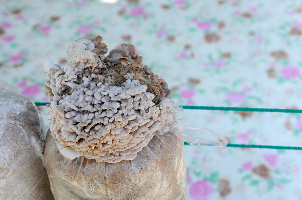 SELANGOR, MALAYSIA 03. PROSINCE 2016: Čerstvé houby pěstované komerčně zemědělci. Houby se pěstují mimo plastové nádoby naplněné pilinami a hnůj. - Fotografie, Obrázek