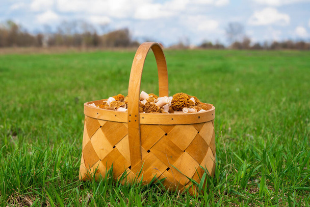 Freshly harvested spring mushrooms. Basket with gourmet morels mushrooms. - Photo, Image