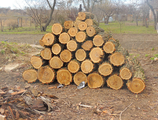 troncos de madeira, troncos de árvores cortadas na grama, madeira - Foto, Imagem
