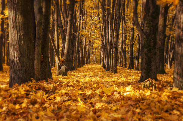 秋だ。秋の風景。美しい秋の公園。美しさの自然シーン。秋の木々と葉 - 写真・画像