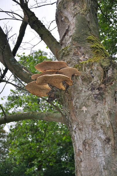 hylly sieni roikkuu puussa Ranskassa - Valokuva, kuva