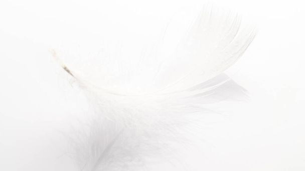 Péřové pozadí. Příroda pták pírko textura detailní up na bílé v makro fotografii, měkké zaostření. Abstrakt. Korálově růžová barva trendy a vinobraní - Fotografie, Obrázek