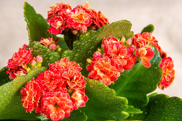 deep red flower with green leaves Kalanchoe Blossfeld with dew drops, selective focus on mid-range inflorescences - Photo, Image