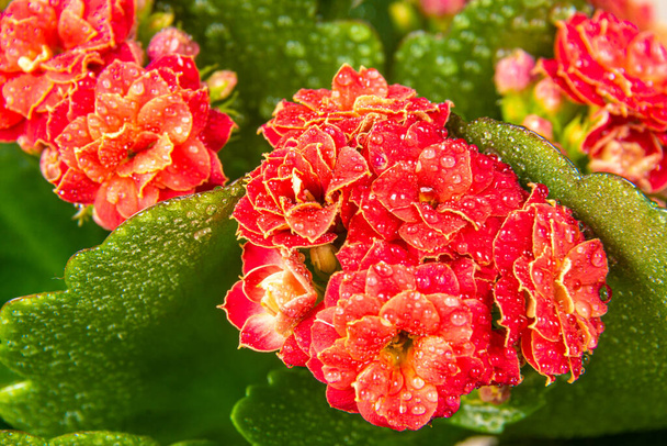 deep red flower with green leaves Kalanchoe Blossfeld with dew drops, selective focus on nearby inflorescences - Photo, Image