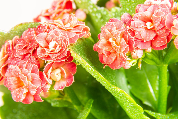 light red flower with green leaves Kalanchoe Blossfeld with dew drops, selective focus on mid-range inflorescences - Photo, Image