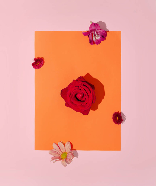 Fundo de primavera criativo. Várias flores com sombras de dia ensolaradas em fundo laranja e rosa. - Foto, Imagem
