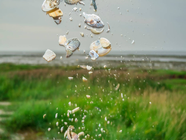 Falling mussel shells in the sharp foreground in front of a blurred natural background in the German Wadden Sea at low tide.  - Photo, Image