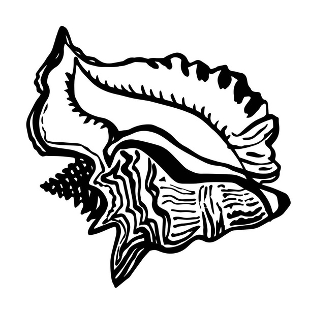 Ocean fauna doodle shell seashell in live line style hand drawn black ink. - Vector, imagen