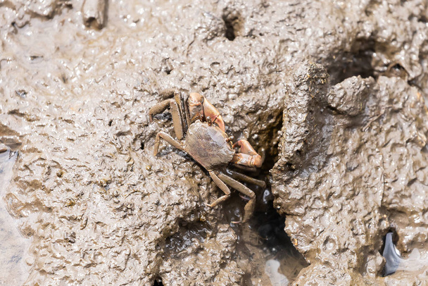 Closeup metaplax elegan crab on muddy mangrove forest - Foto, Imagem