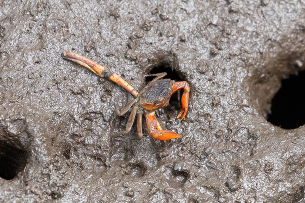 Closeup metaplax elegan crab on muddy in mangrove forest - Fotó, kép