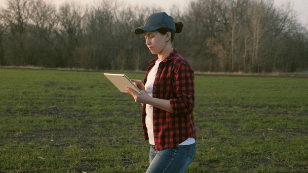 A woman agronomist walks across the field and works online in a tablet, a farmer makes an analysis of crops on the ground, a business project for growing vegetables and fruit crops, agricultural life - Фото, зображення
