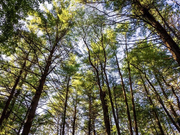 A low angle shot of tall trees in the forest on a clear sky background - Photo, Image