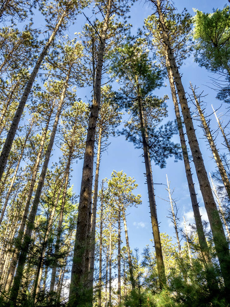 A low angle shot of tall trees in the forest on a blue sky background - Valokuva, kuva