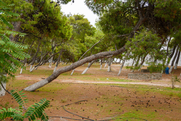 Парк в городе Парикия с наклонными деревьями. Остров Парос. Циклад, Греци - Фото, изображение