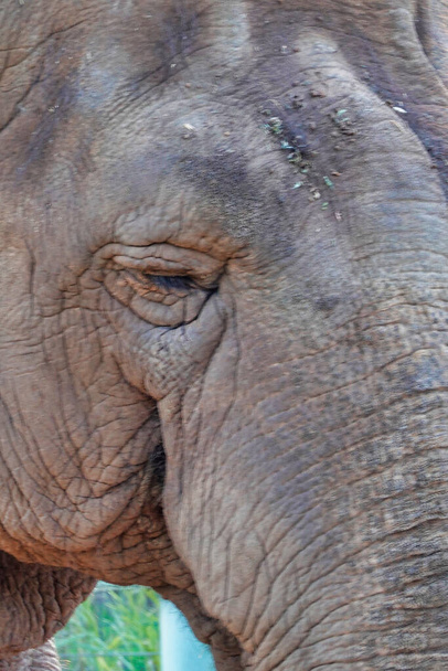A closeup of an Elephant's eye - Фото, изображение