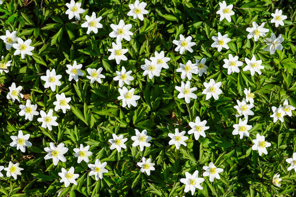 flores brancas do início da primavera de anêmona de madeira ou girassol em folhagem verde - Foto, Imagem
