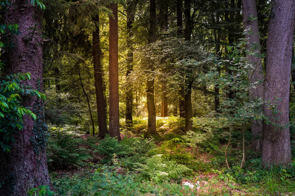 A full green forest with the sun shining through the trees - Foto, afbeelding