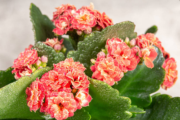 light red flower with green leaves Kalanchoe Blossfeld with dew drops, selective focus on nearby inflorescences - Photo, Image
