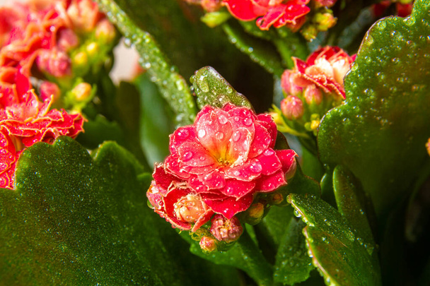 deep red flower Kalanchoe Blossfeld with dew drops with green leaves as background shot close-up with selective focus - Photo, Image
