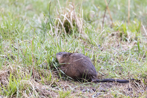 A young muskrat on the banks of a stream looking for food - Photo, Image