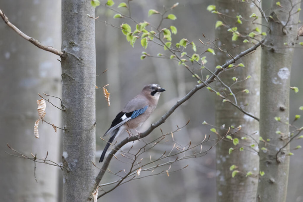 A jay sits on the branch of a spruce in the forest - Fotó, kép