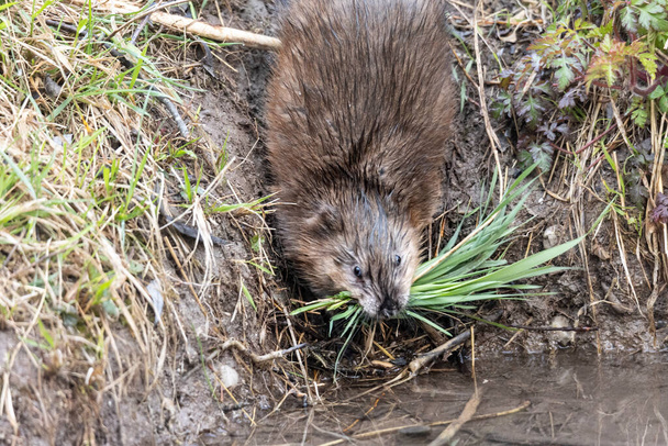 Um jovem rato almiscarado às margens de um riacho à procura de comida - Foto, Imagem