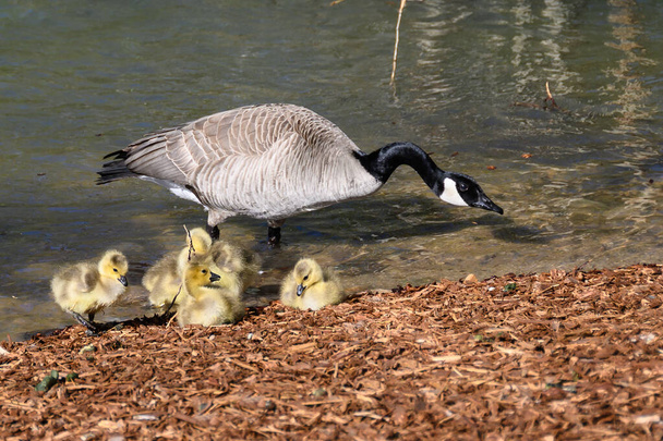 Goslings recém-nascidos Aprendendo Sob o Olho Vigilante da Mãe - Foto, Imagem