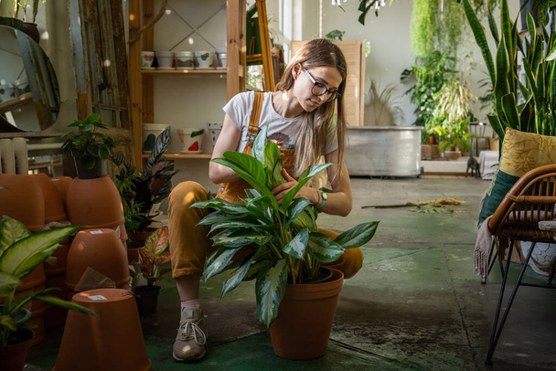 Casa jardim, conceito de cuidados com as plantas. Jovem mulher em macacão replantio planta de sala em grande estufa - Foto, Imagem